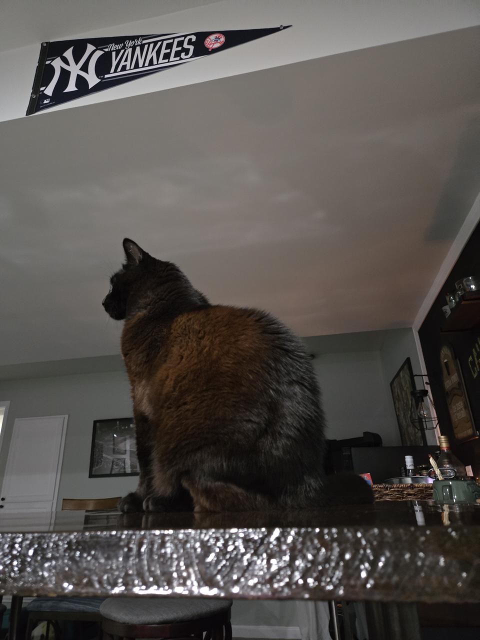 It didn't take Susie too long to be comfortable exploring her new domain... Xena on a bar table