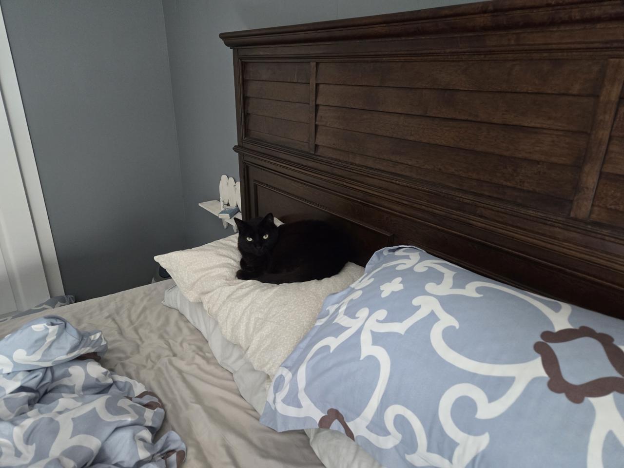 ...But all Susie really needs is a good pillow to sleep on, and she's happy. Susie on a pillow