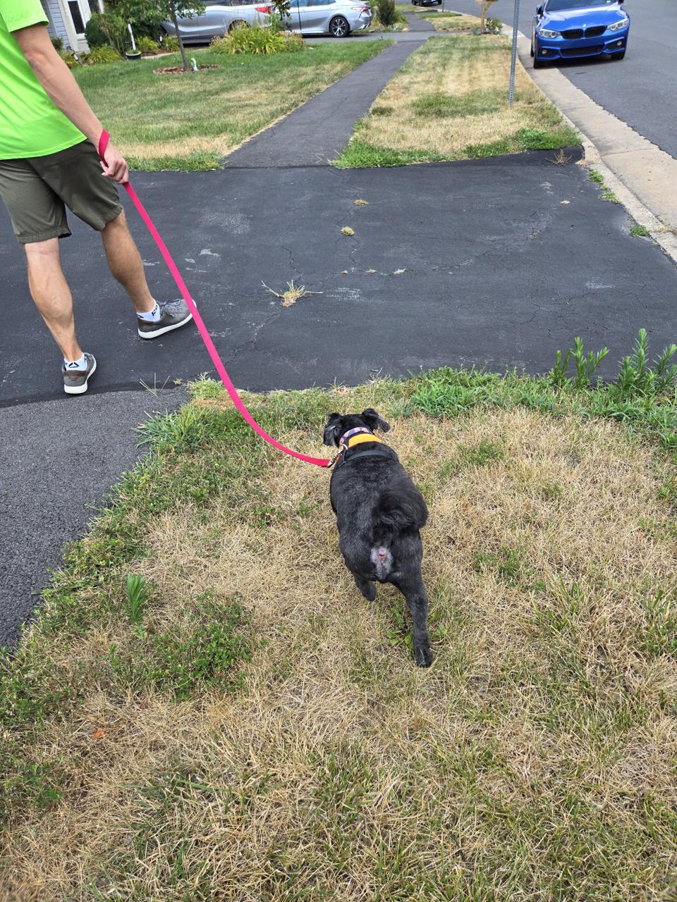 We took Sirius for a walk the other day after one of us accidentally said the word \"walk\" in front of him and drove him bonkers. Sirius on a walk