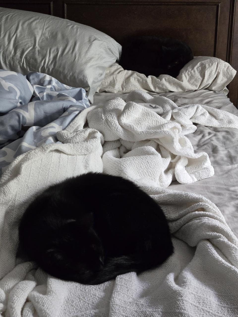 Susie and Xena both spend their afternoons zonked on the bed. Susie and Xena asleep on the bed