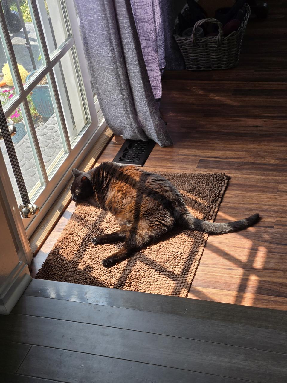 Susie found a few good sunbeams to bathe in. Susie lying in a sunbeam in front of a glass door.