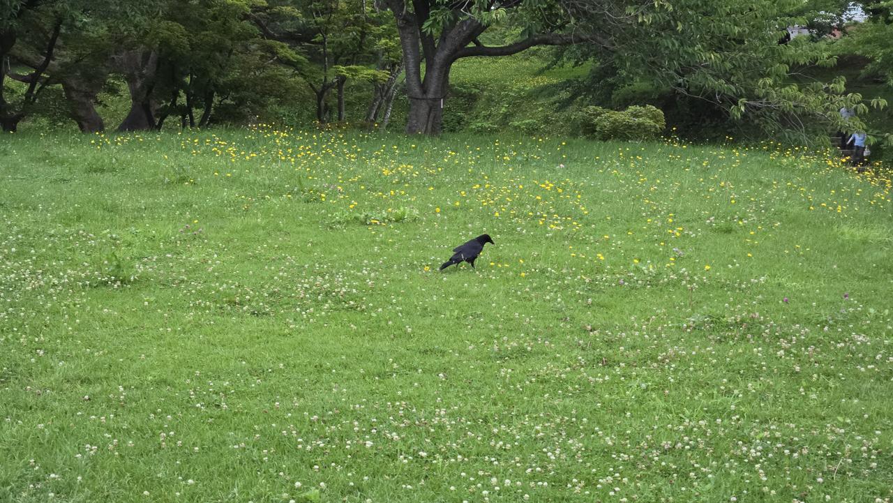 I love fields of dandelions! I love fields of dandelions!