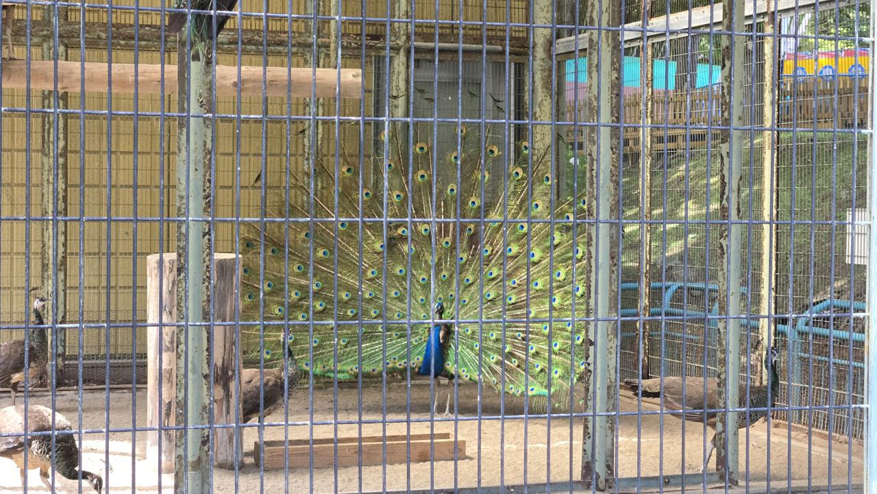 I've seen peacocks showing off before, but this guy was at, like, full go-mode, and he walked around like that for like ten minutes! I've seen peacocks showing off before, but this guy was at, like, full go-mode, and he walked around like that for like ten minutes!