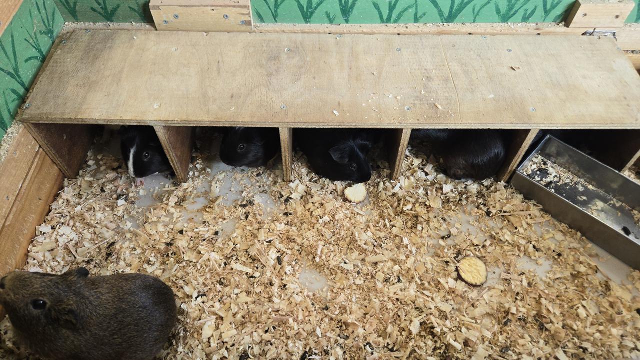 Look at their little cubbies! Look at their little cubbies!