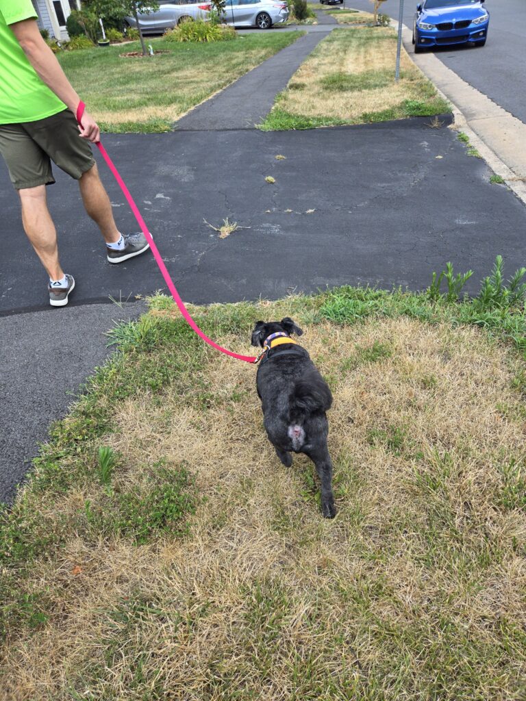 Sirius on a walk