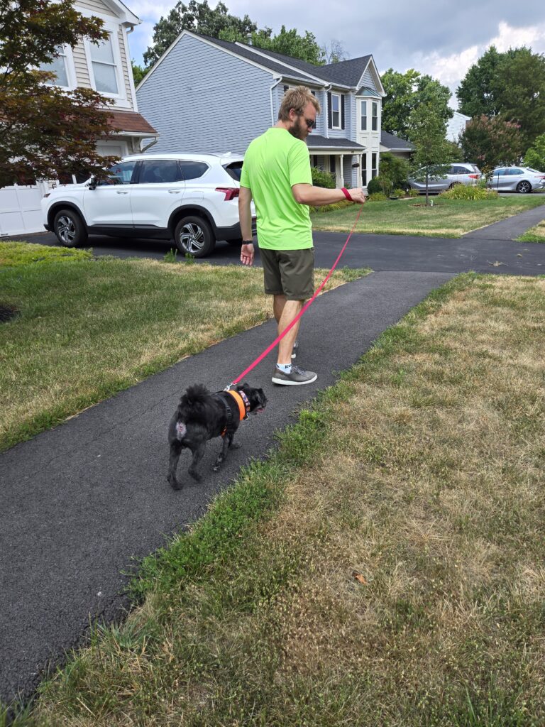 Teddy walking Sirius