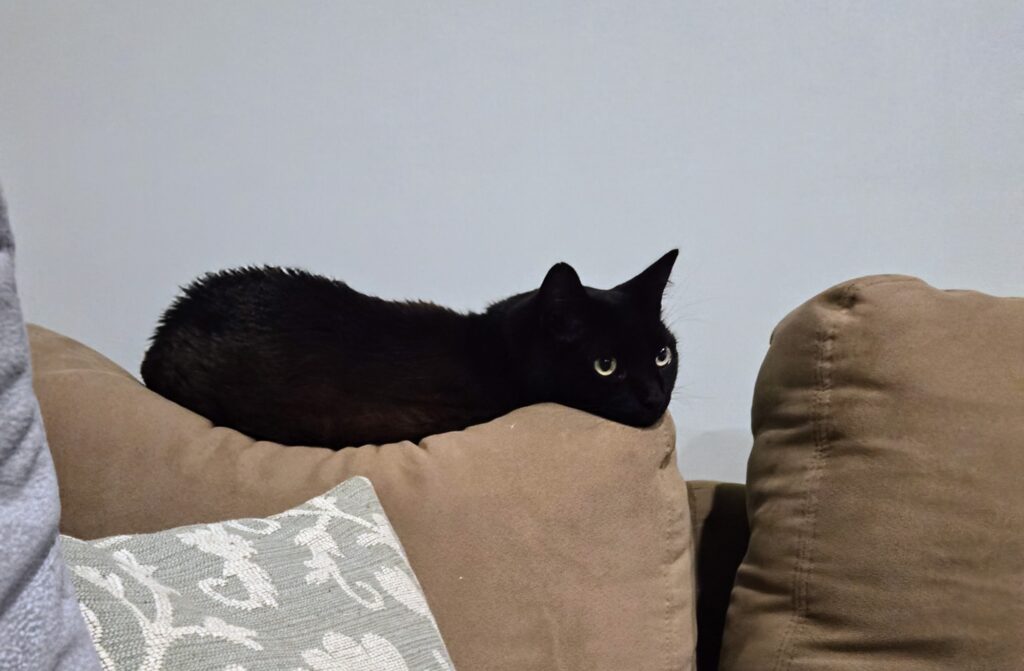 A black cat on a sofa back.